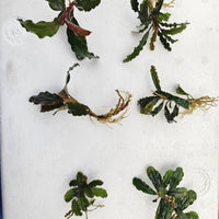 Multiple species of bucephalandra with varying textures and shades of green for use in botanical method aquariums at Betta Botanicals.