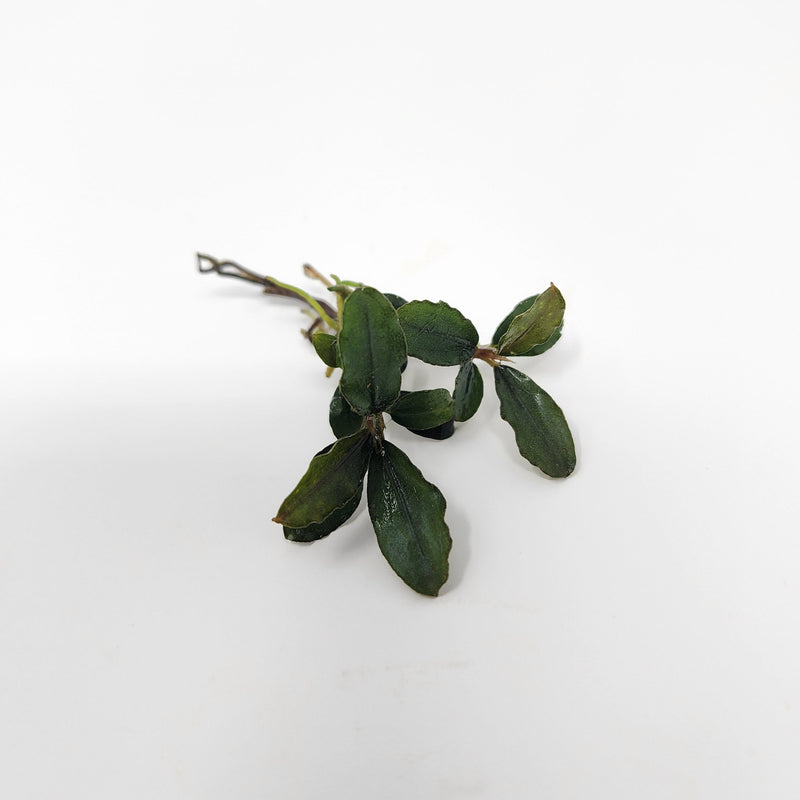 Bucephalandra artemis with narrow green leaves and attached rhizome, photographed on a white background for blackwater aquarium use at Betta Botanicals.