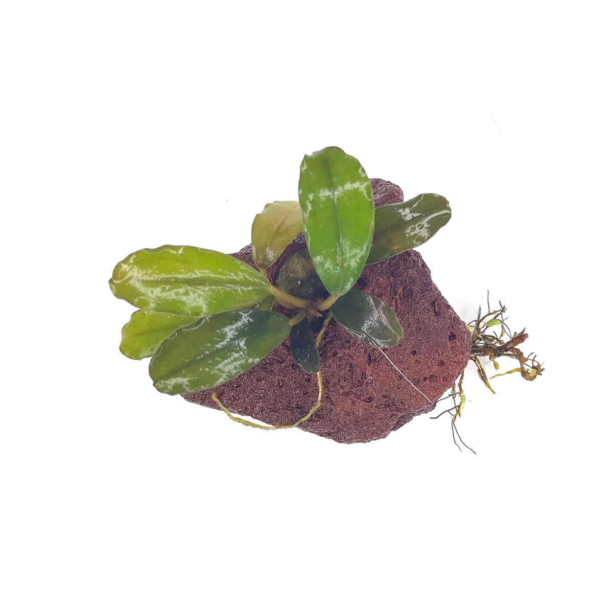 A small green leafed buce plant attached to lava rock for use in blackwater aquariums at Betta Botanicals.