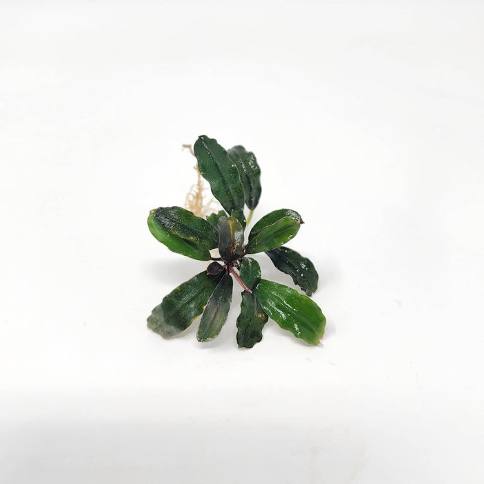 Bucephalandra brownie with broad green leaves and visible rhizome, photographed on a white background for blackwater aquarium use at Betta Botanicals.