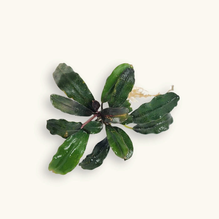 A bare root portion of buce brownie with blue-green leaves for blackwater aquariums, photographed on a natural background at Betta Botanicals.