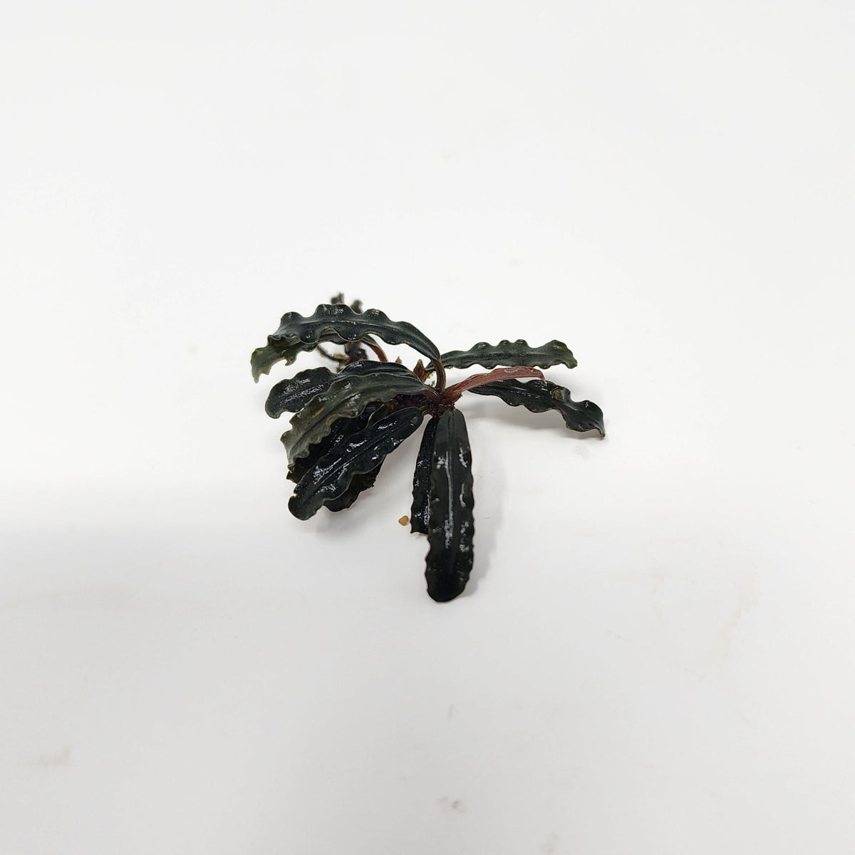 Bucephalandra cathrinae with narrow, textured leaves, photographed on a white background for blackwater aquarium use at Betta Botanicals.
