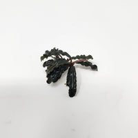 Bucephalandra cathrinae with narrow, textured leaves, photographed on a white background for blackwater aquarium use at Betta Botanicals.