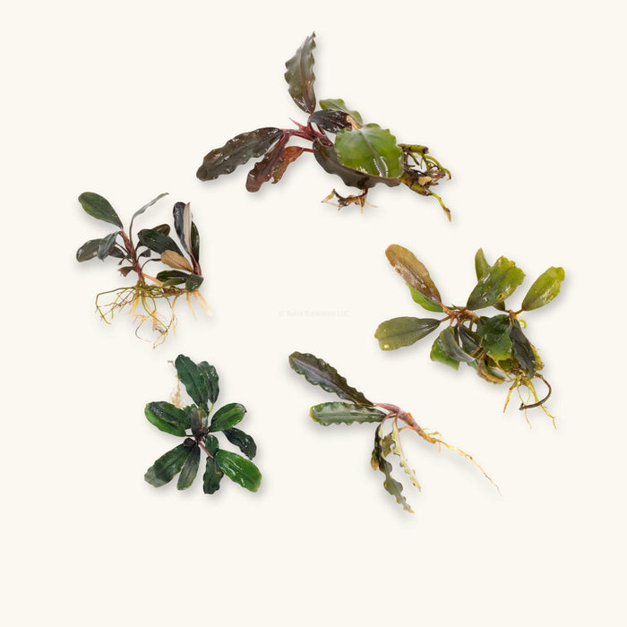 A group of five buce aquarium plants with varying hues of green, red, blue leaves for blackwater aquariums, photographed on a natural background at Betta Botanicals.