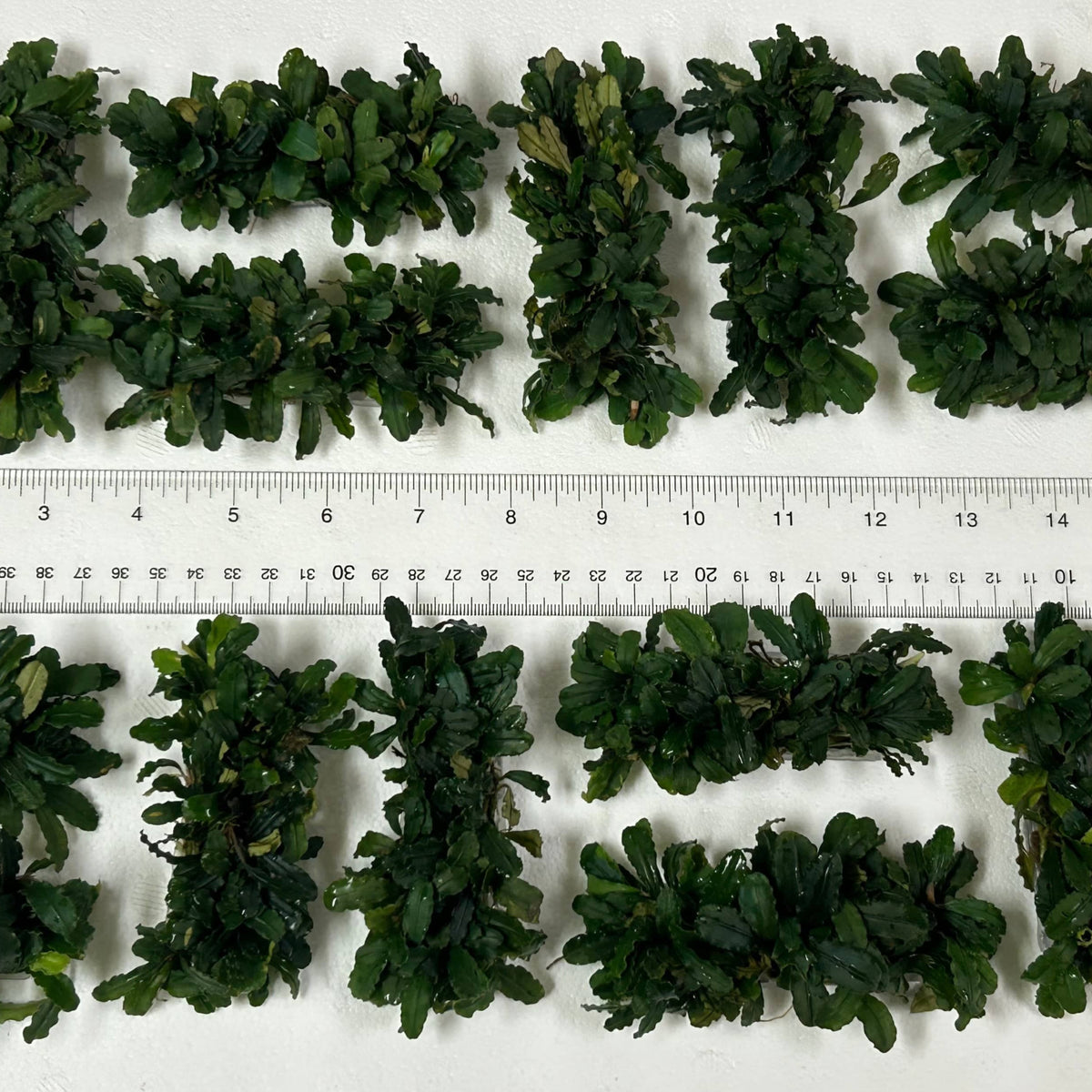 Bucephalandra mats arranged with a ruler for scale, photographed on a white background for blackwater aquarium use at Betta Botanicals.