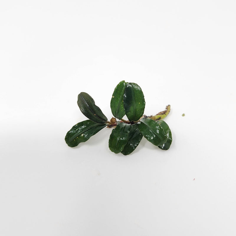Bucephalandra ‘Mini Boyan’ with short, rounded leaves photographed on a white background for blackwater aquarium use at Betta Botanicals.