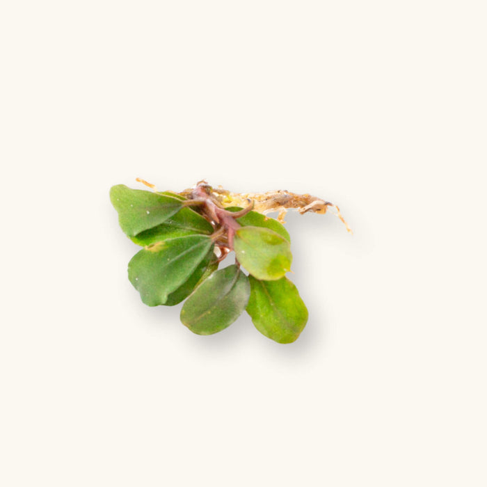 A portion of bucephalandra mini boyan with green, coin-shaped leaves for blackwater aquariums, photographed on a natural background at Betta Botanicals.