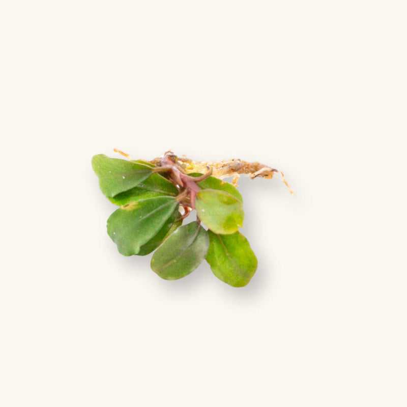 A portion of bucephalandra mini boyan with green, coin-shaped leaves for blackwater aquariums, photographed on a natural background at Betta Botanicals.