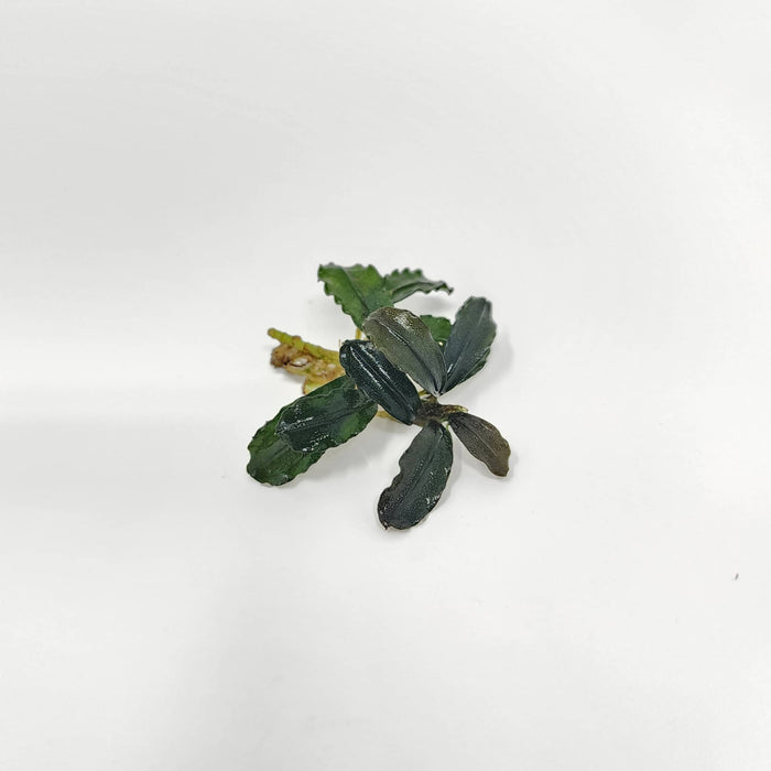 Bucephalandra mini phantom with wavy dark leaves and compact rhizome structure, photographed on a white background for blackwater aquarium use at Betta Botanicals.