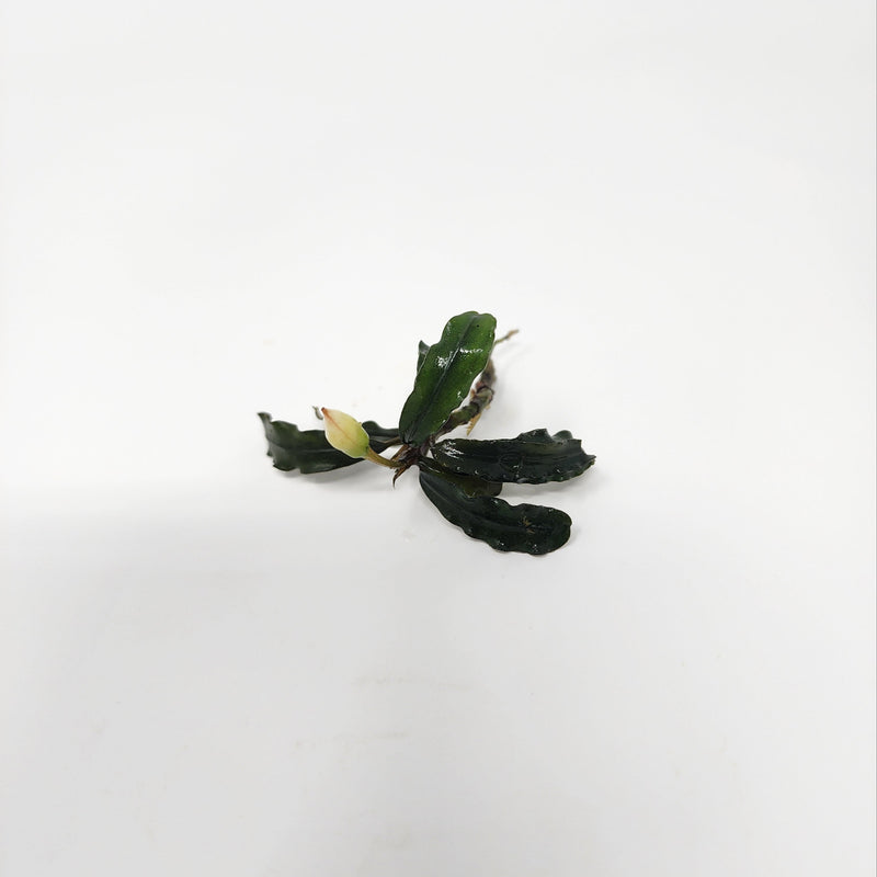 Bucephalandra with narrow wavy leaves and a pale bud, photographed on a white background for blackwater aquarium use at Betta Botanicals.