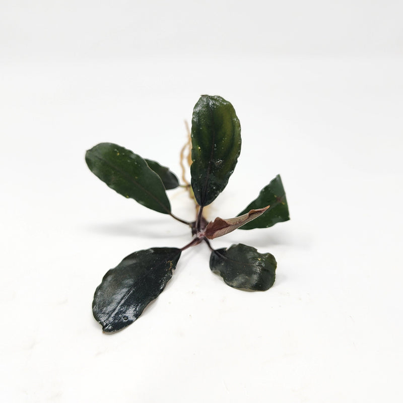 Bucephalandra ‘Theia’ with elongated oval leaves and subtle red undertones, photographed on a white background for blackwater aquarium use at Betta Botanicals.
