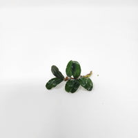Small Bucephalandra plant with oval dark green leaves and short rhizome, photographed on a white background for Botanical Method Aquarium setups at Betta Botanicals.