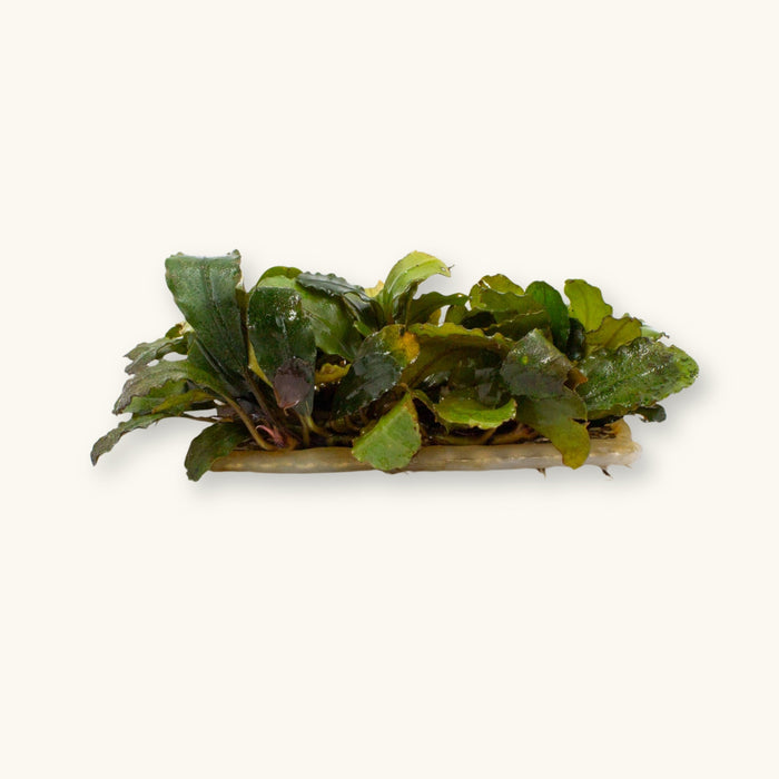 A Bucephalandra plant mounted on a wire mat for low-tech aquariums, photographed against a natural background at Betta Botanicals.
