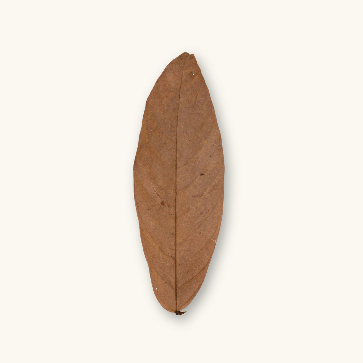 Single cacao leaf from Colombia with natural brown coloration, photographed on a creamy green background for blackwater aquarium use at Betta Botanicals.