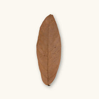 Single cacao leaf from Colombia with natural brown coloration, photographed on a creamy green background for blackwater aquarium use at Betta Botanicals.