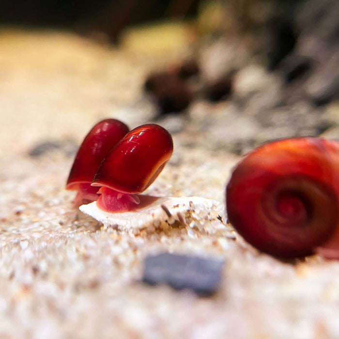 A red ramshorn snail eats a tablet of white calcium with protein food for snails and shrimp at Betta Botanicals.