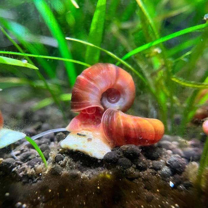 A pink rams horn snail eating a calcium plus nutrition food tablet in a planted aquarium at Betta Botanicals.