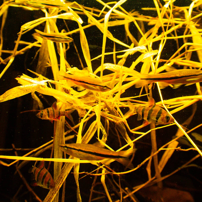Barbs and rasboras swimming through dried carex swamp grass in a blackwater aquarium, used for natural habitat enrichment and shelter at Betta Botanicals.