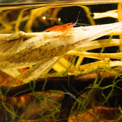 Red shrimp perched on dried carex swamp grass in a blackwater aquarium, surrounded by botanicals and moss for natural grazing and shelter at Betta Botanicals.