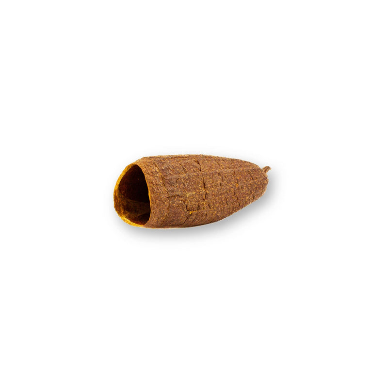Single Cariniana savu trumpet pod showing open cavity and natural textured surface, photographed on a white background for blackwater aquarium use at Betta Botanicals.