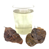 A glass of water infused with Cashew leaves, showcasing a light tannin tint, with dried Peruvian botanical leaves placed alongside for use in blackwater aquariums at Betta Botanicals.