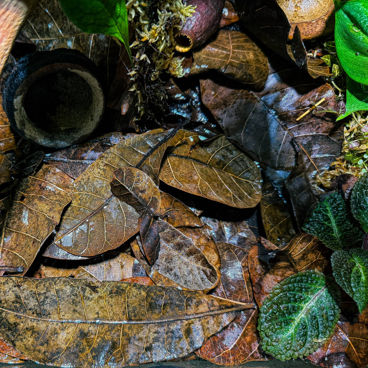 A vibrant bioactive dart frog enclosure featuring layers of rich, dried Casho leaves, moss, natural pods, and lush green plants for an authentic jungle habitat at Betta Botanicals.