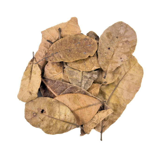 A cluster of dried Casho leaves, rich in natural tannins, perfect for creating an authentic blackwater environment in aquariums and enhancing bioactive enclosures.