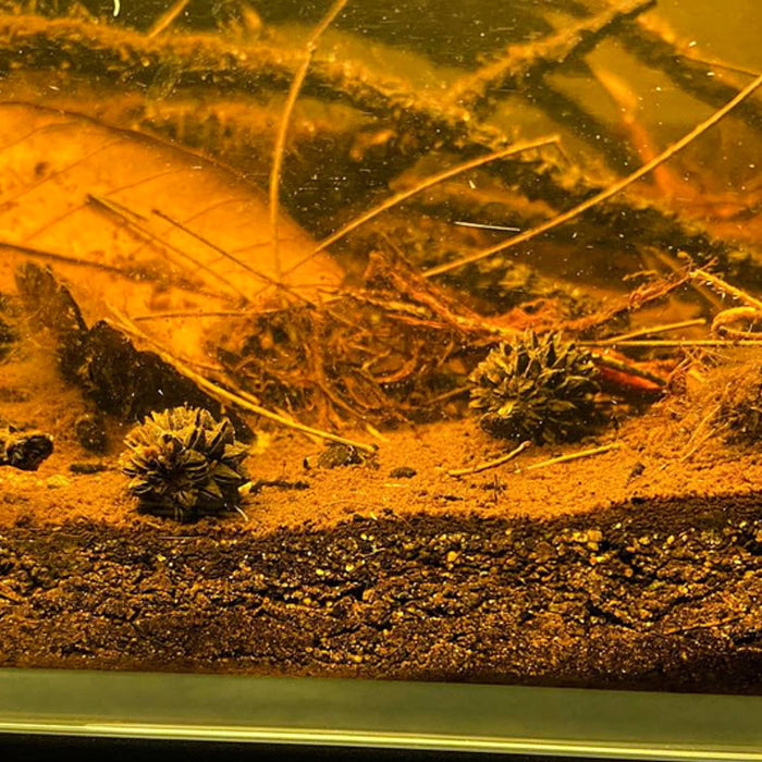 Casuarina equisetifolia pine cones and needles in a blackwater botanical aquarium at Betta Botanicals.