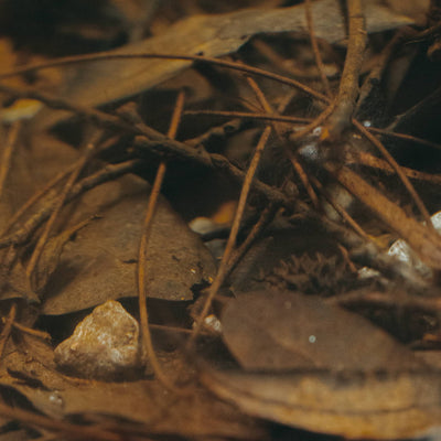 A pile of casuarina pine needs in a leaf litter filled blackwater aquarium at Betta Botanicals.