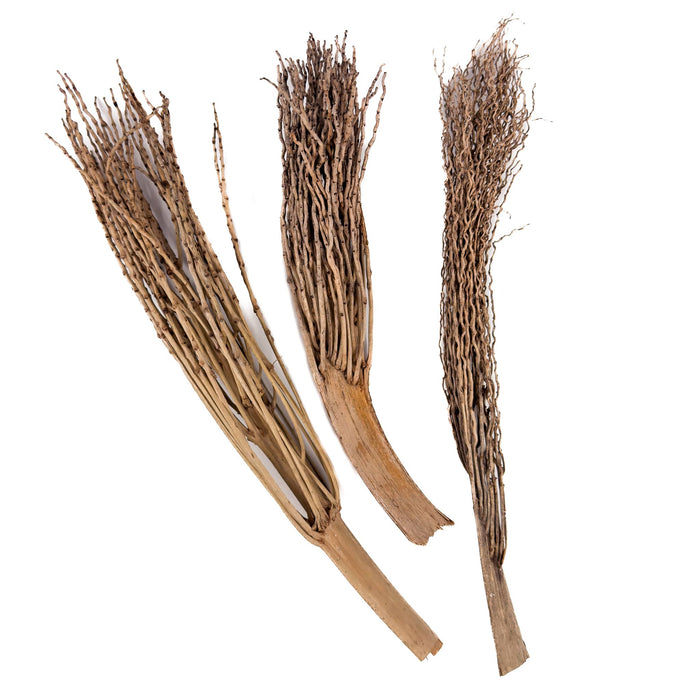 A group of three fibrous and branching Ceylon date palm flower stalks for blackwater biotope aquariums at Betta Botanicals.