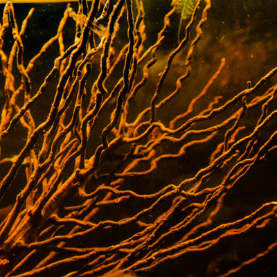 A close up photo of the rich brown colors of the ceylon date palm tendrils at Betta Botanicals.