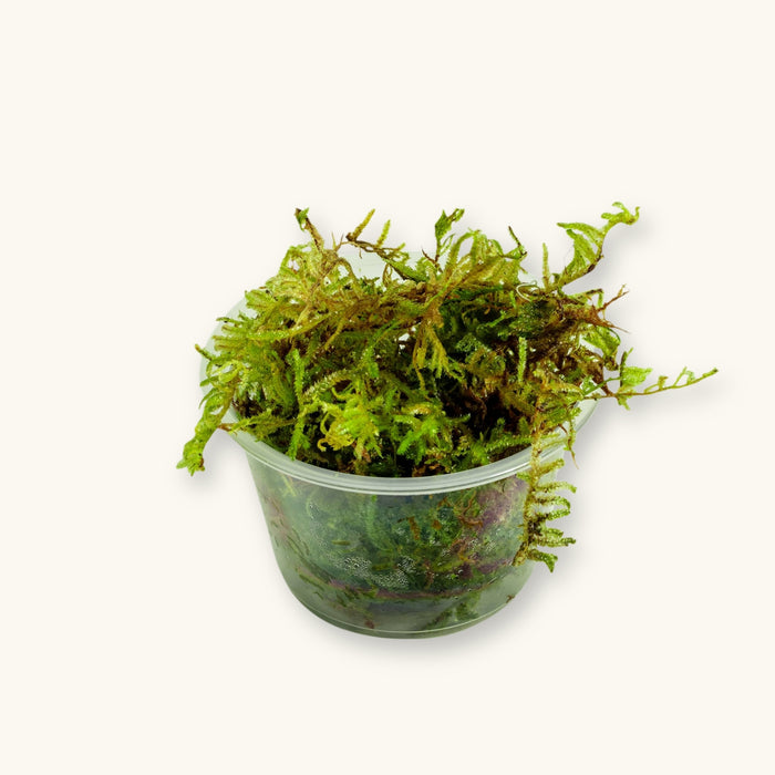 A Christmas Moss plant portion prepared for use in low-tech blackwater aquariums, photographed against a natural background at Betta Botanicals.