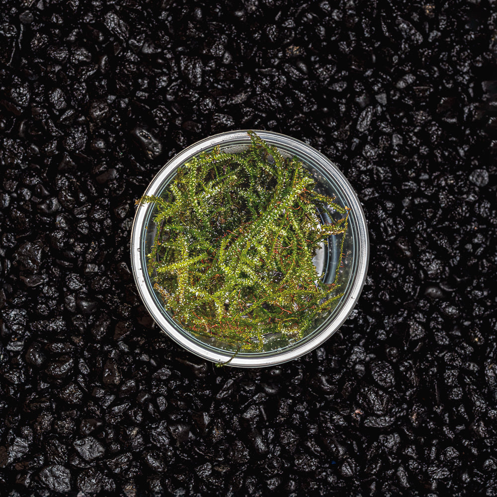 A cup portion of green christmas moss for planted aquarims and botanical method aquariums against a dark substrate at Betta Botanicals.