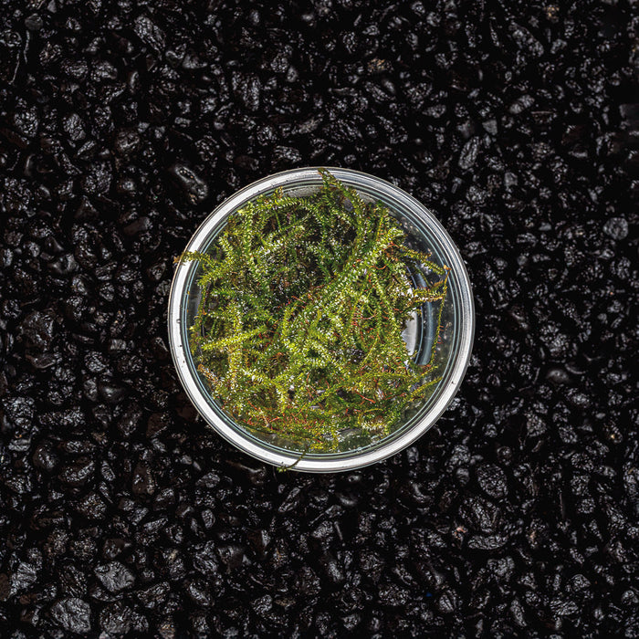 A cup portion of green christmas moss for planted aquarims and botanical method aquariums against a dark substrate at Betta Botanicals.