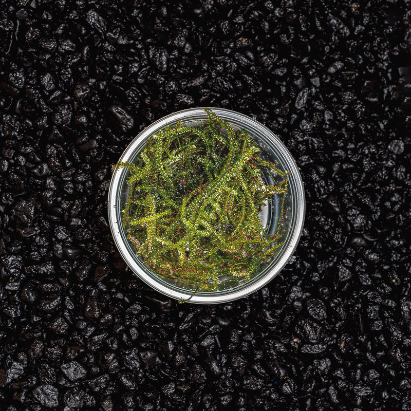 A cup portion of green christmas moss for planted aquarims and botanical method aquariums against a dark substrate at Betta Botanicals.