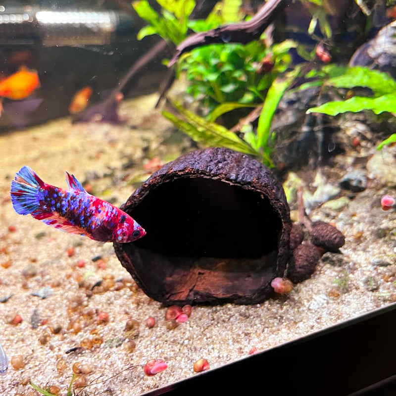 A candy domestic betta fish with a cacao seed pod for aquariums at Betta Botanicals.