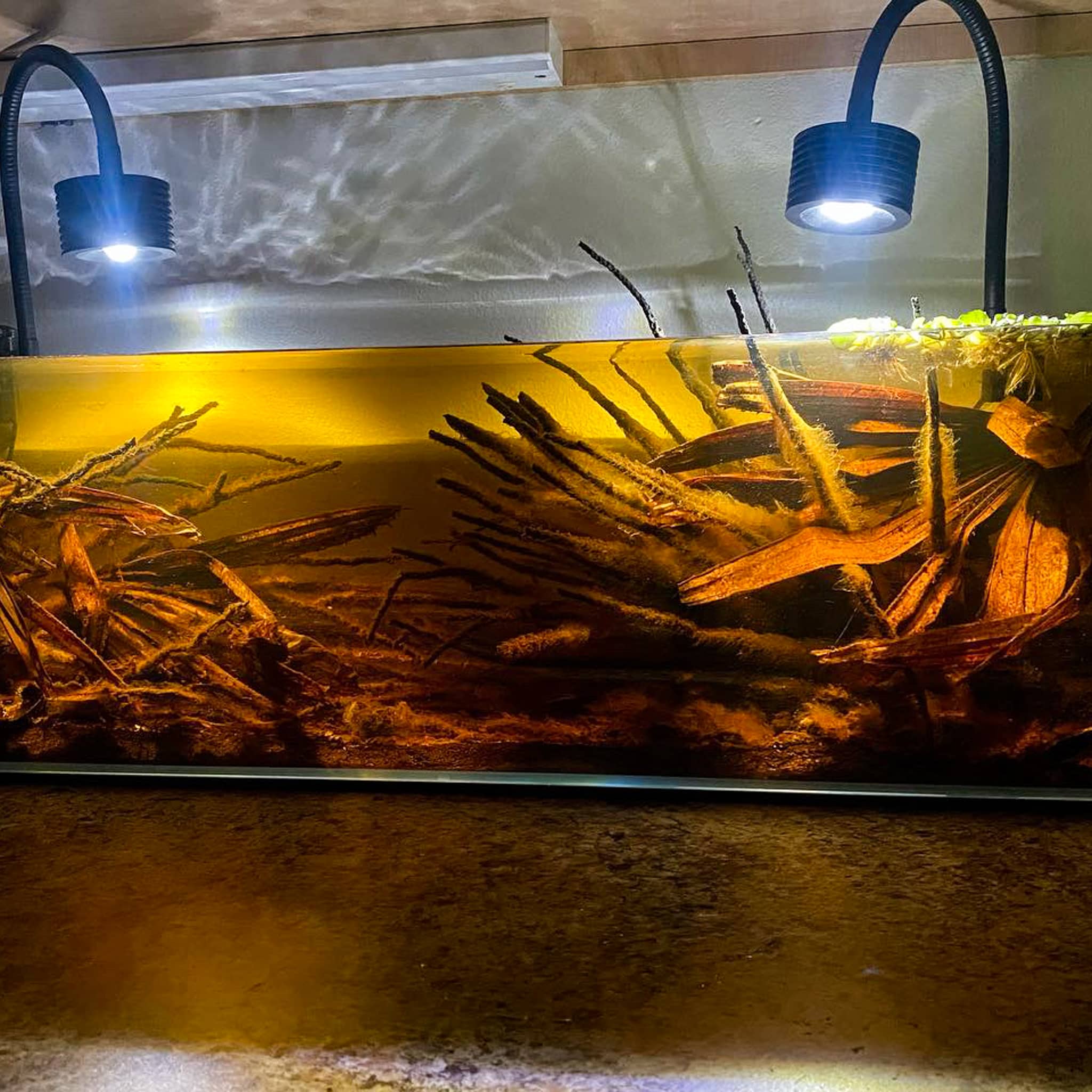 Established coconut palm flower stocks in a tinted botanical method aquarium at Betta Botanicals.
