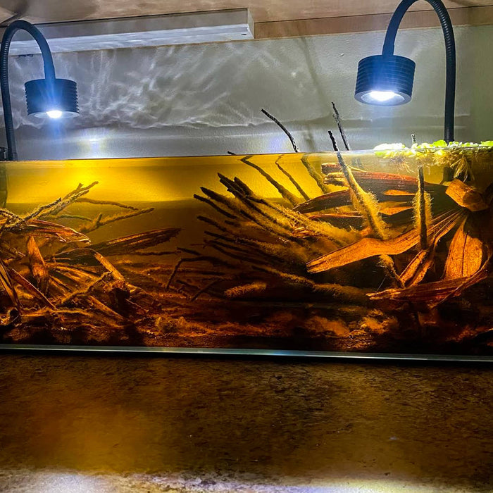 Established coconut palm flower stocks in a tinted botanical method aquarium at Betta Botanicals.