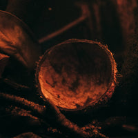 A cracked brown and tan coconut shell sits in a blackwater biotope aquarium for South American fish at Betta Botanicals. 