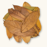 Cacao leaves from colombia with natural coloration, photographed on a creamy green background for blackwater aquarium use at Betta Botanicals.
