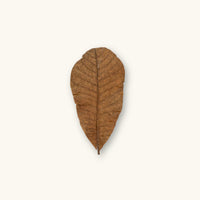 Colombian Casho leaf with pronounced midrib and textured brown surface, photographed on a natural background for blackwater aquarium and vivarium use at Betta Botanicals.