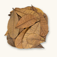 Colombian Casho leaves with broad, rounded shape and warm brown tones, photographed on a natural background for blackwater aquarium and bioactive vivarium use at Betta Botanicals.