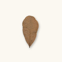 Single Colombian Casho leaf with rounded tip and warm brown coloration, photographed on a natural background for blackwater aquarium and bioactive vivarium use at Betta Botanicals.