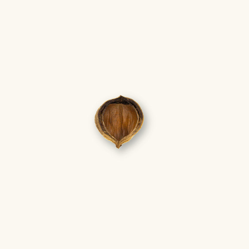Colombian Jungle Pod in open form, photographed on a natural background for blackwater aquarium use at Betta Botanicals.