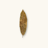 Single Colombian mango leaf with natural spotting, photographed on a natural background for blackwater aquarium and dart frog habitat use at Betta Botanicals.