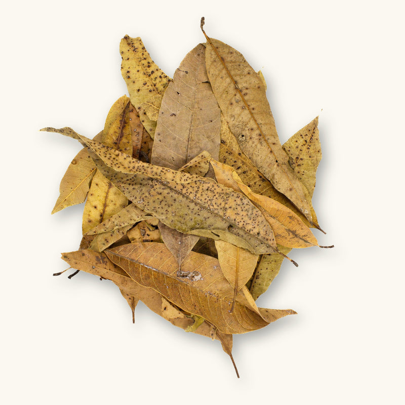 Colombian mango leaves with natural spotting and variation, photographed on a natural background for blackwater aquarium use at Betta Botanicals.