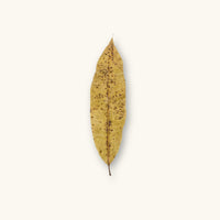 Single Colombian mango leaf with yellow hue and natural speckling, photographed on a natural background for blackwater aquarium and dart frog vivarium use at Betta Botanicals.
