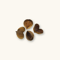 Colombian Sterculia apetala seed pods with natural split form, photographed on a natural background for blackwater aquarium use at Betta Botanicals.