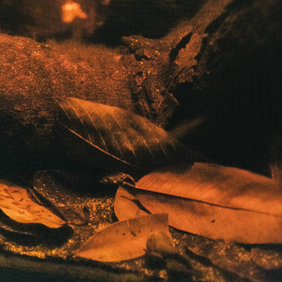 A pile of brown and tan aquarium leaf litter from South America called Cows Ears Leaves lay on the gravel of a blackwater aquarium at Betta Botanicals.
