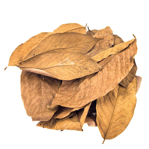  A pile of brown leaf litter for aquariums and bioactive enclosures replicating South American Habitats at Betta Botanicals.